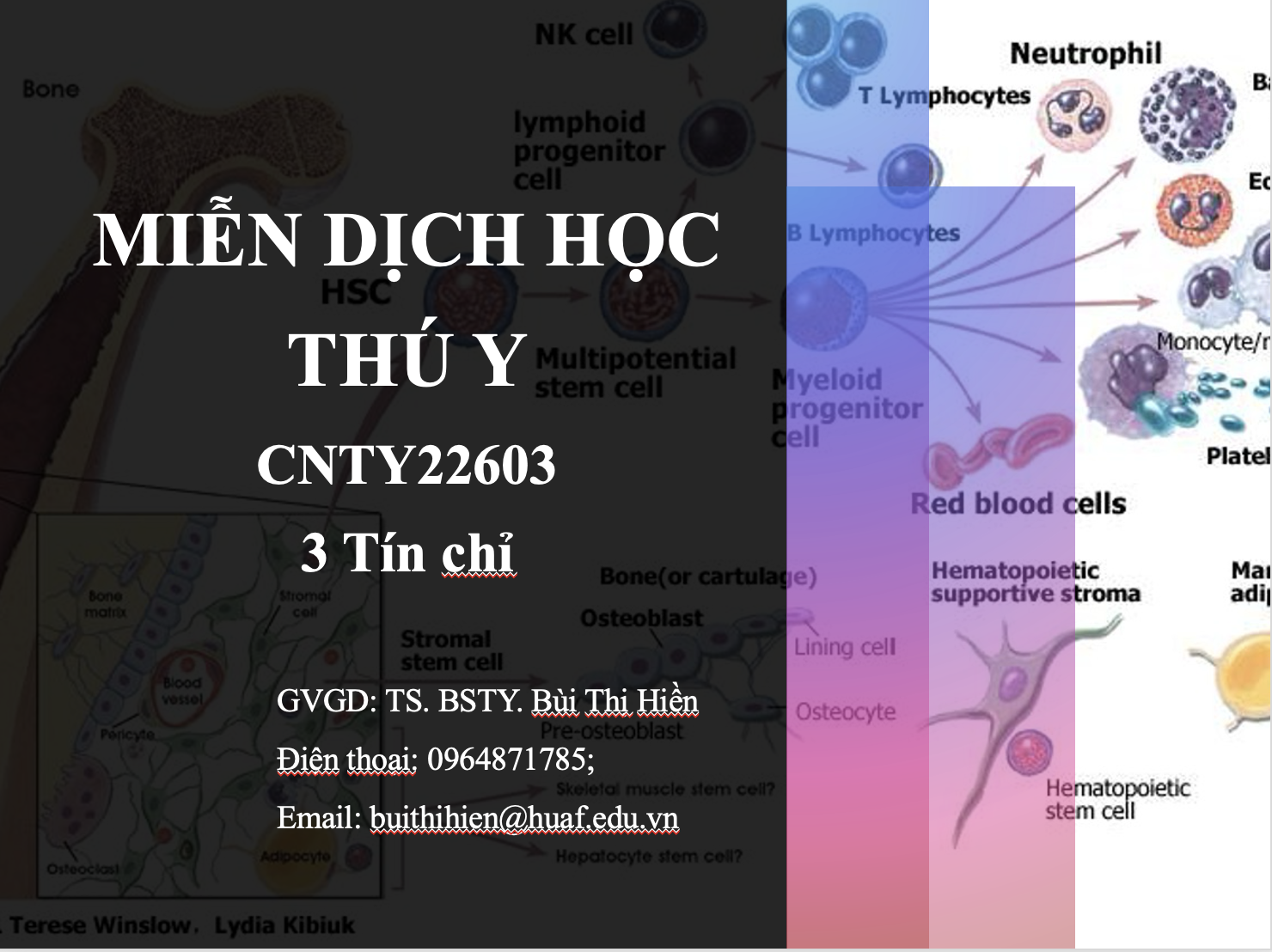 Miễn